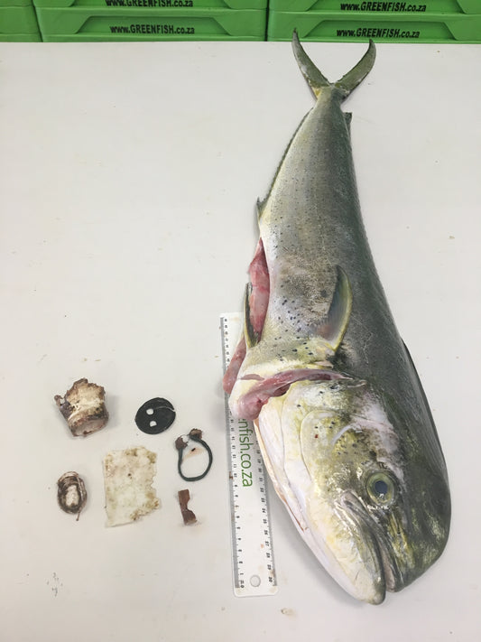 Plastic in our Oceans – and what each of us can do.