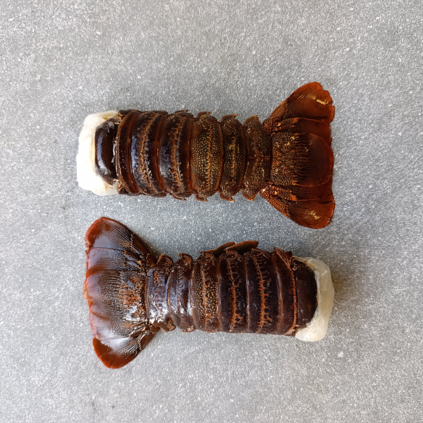 East Coast Spiny Lobster Tails | XXXXX Large | Frozen Box | Wild Caught | x2