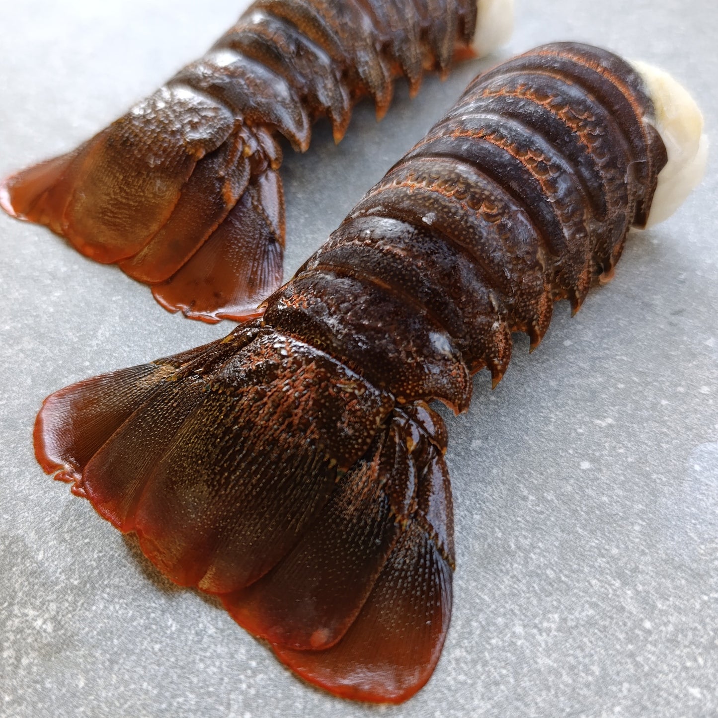 East Coast Spiny Lobster Tails | XXX Large | Frozen Box | Wild Caught | x6