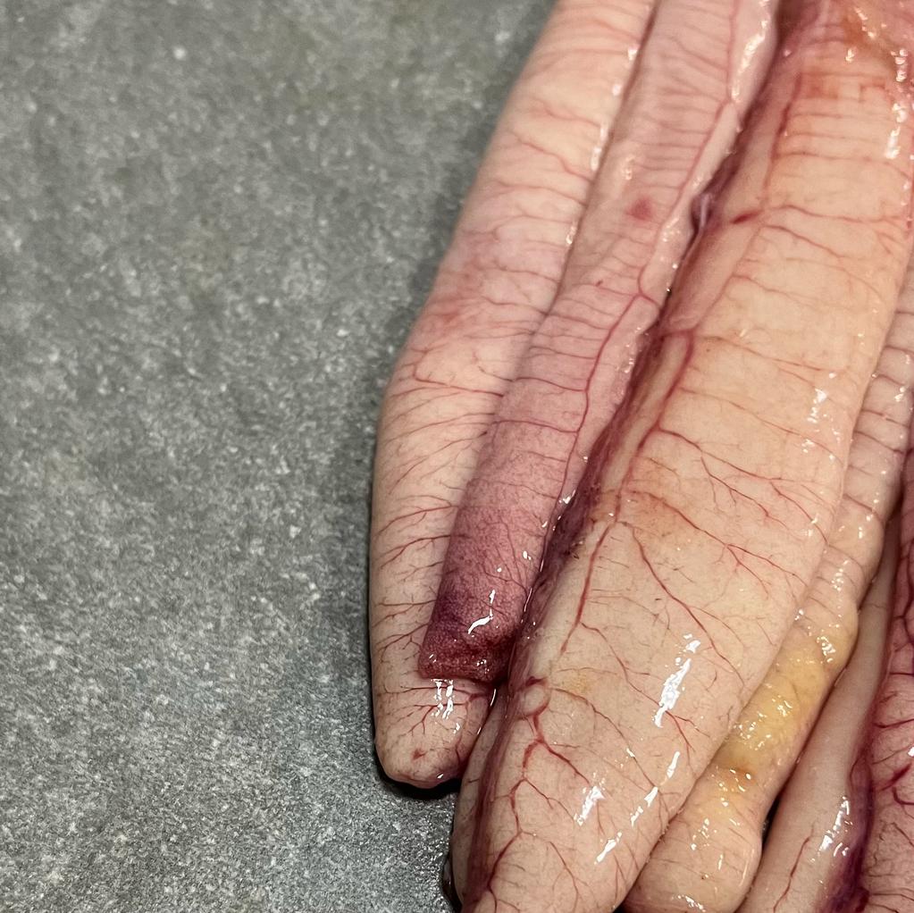 Snoek Roe | Kuite | Frozen Box | Wild Caught | 1kg