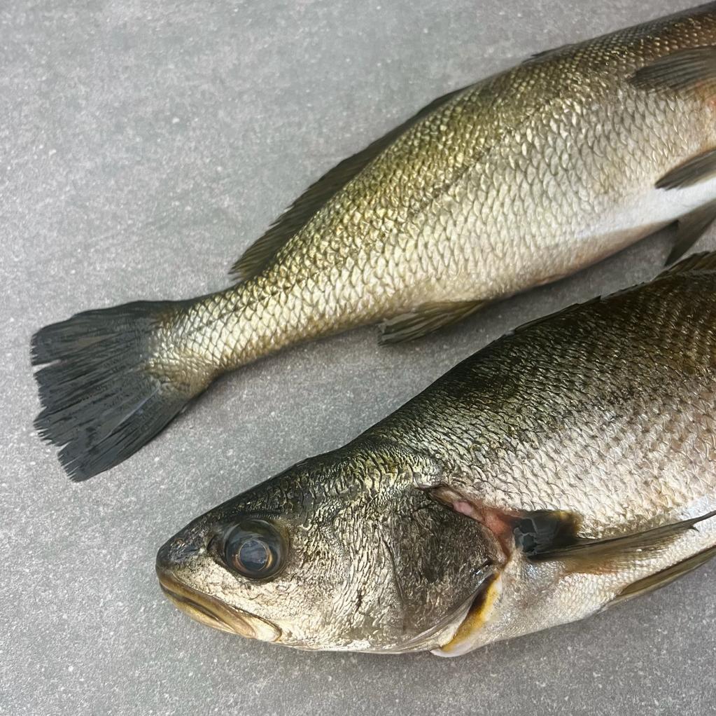 Kabeljou Fillets | Fresh Fish Box | Cultivated