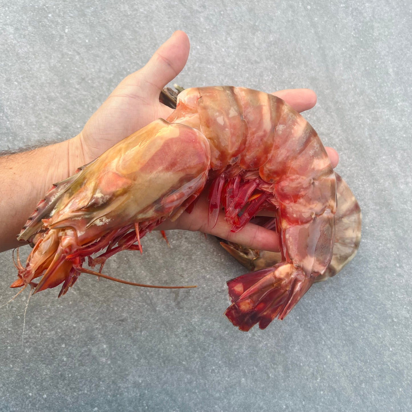 Giant Tiger Prawns | Frozen Box | Wild caught | x5 | 800g
