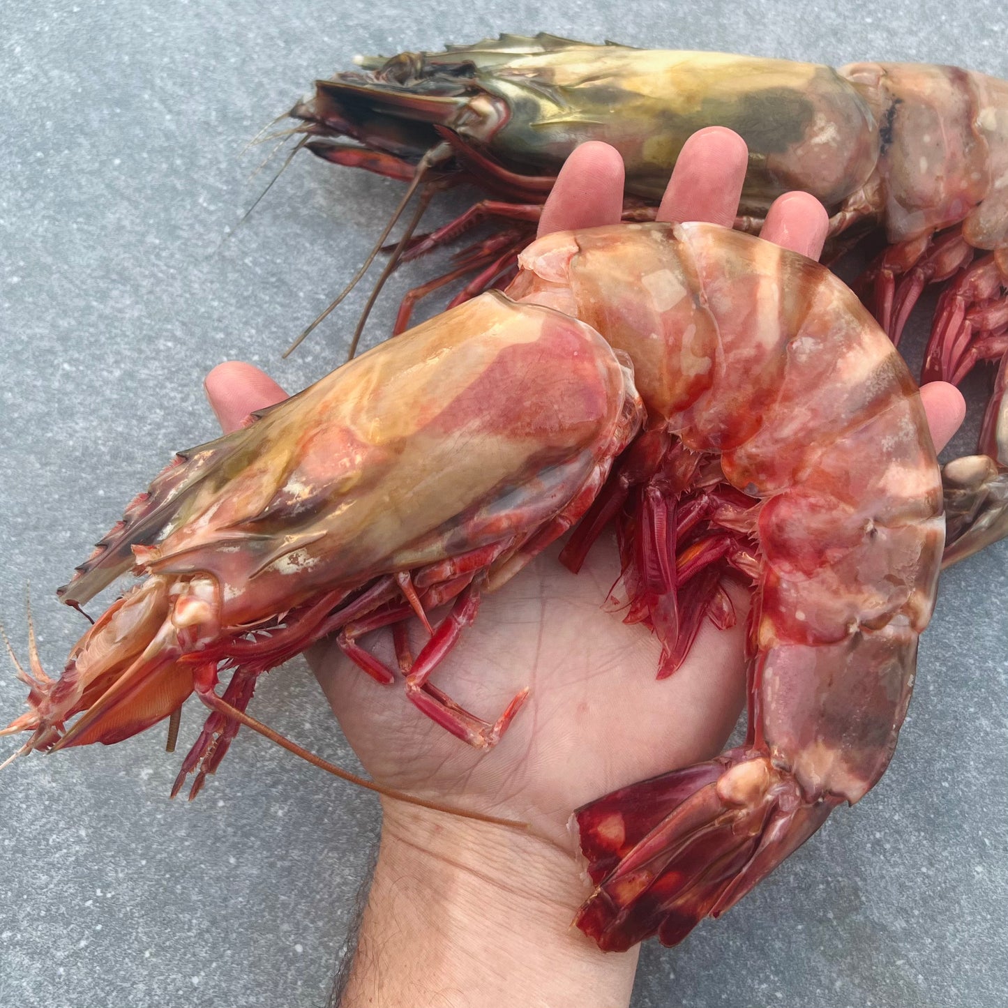Giant Tiger Prawns | Frozen Box | Wild caught | x5 | 800g