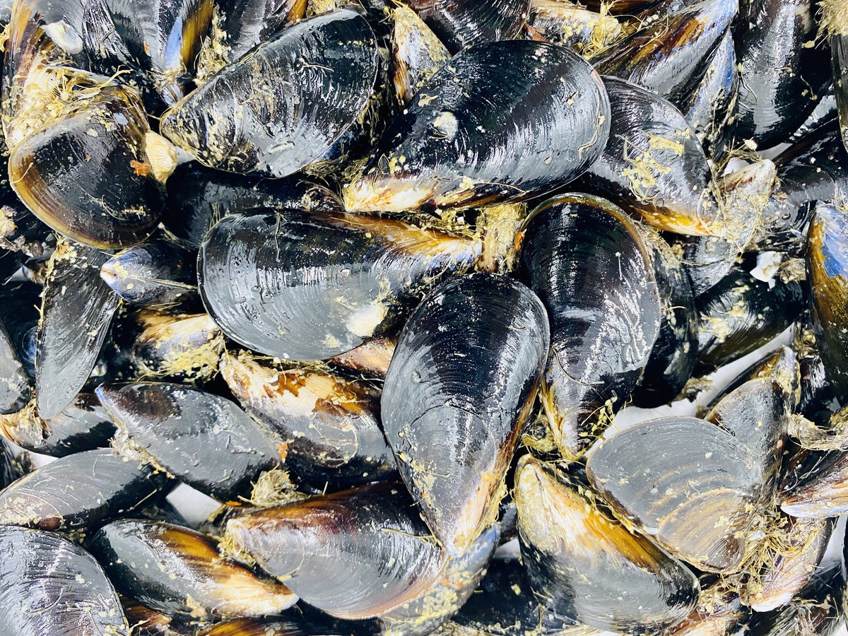 Black Mussels Live Box Cultivated 2.3kg Greenfish