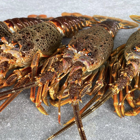 Crayfish Box | Frozen box | Whole West Coast Rock Lobster | x6 | Regular