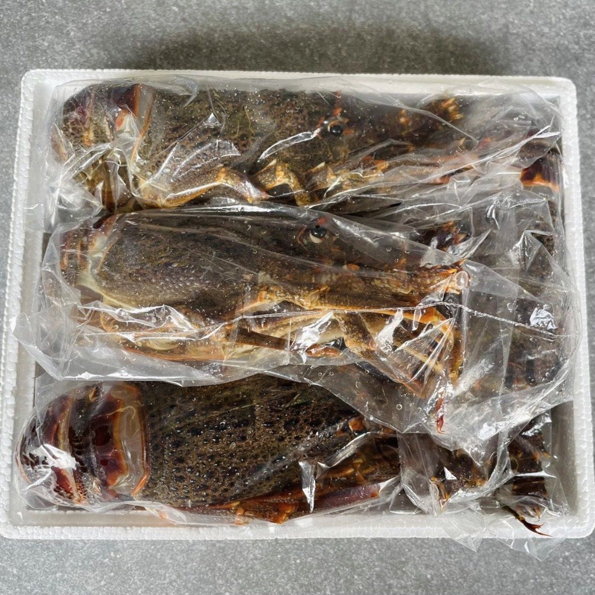 Crayfish Box | Frozen box | Whole West Coast Rock Lobster | x6 | Regular