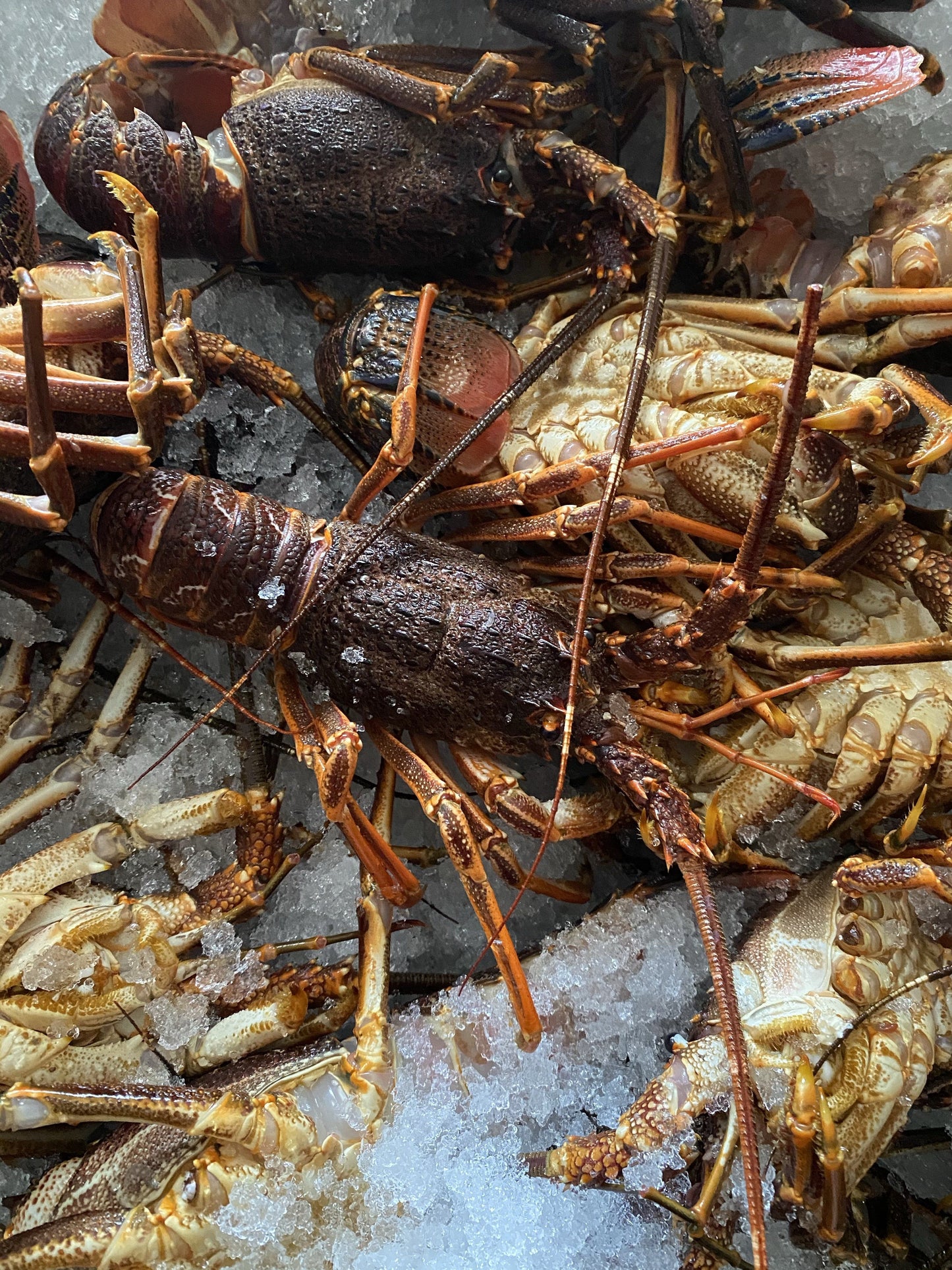 Crayfish Box | Frozen box | Whole West Coast Rock Lobster | x6 | Regular