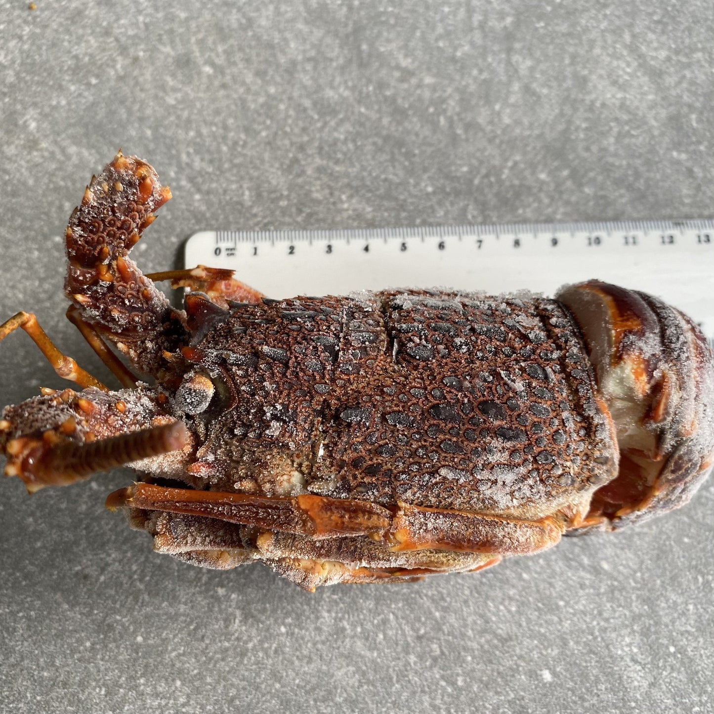 Crayfish Box | Frozen box | Whole West Coast Rock Lobster | x6 | Regular