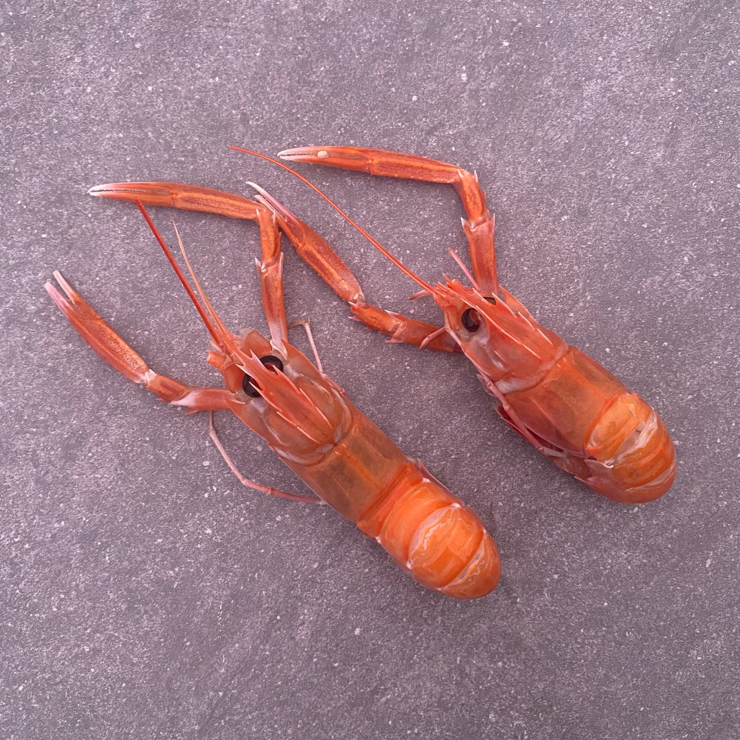 Langoustine Box | Large | 1.7kg | Frozen box | Caught off Durban