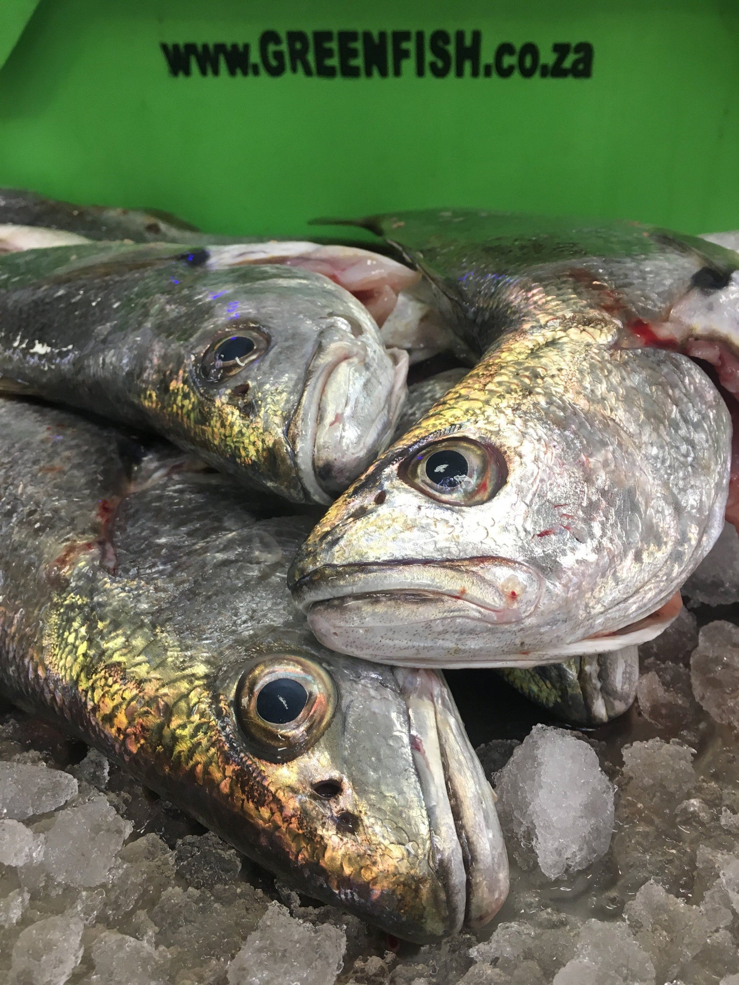 Greenfish