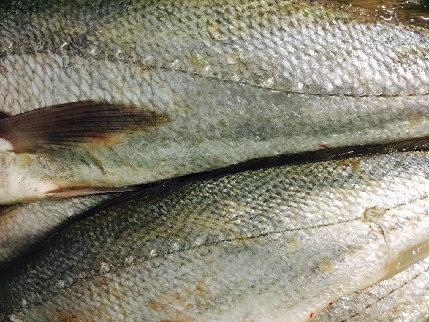 Greenfish