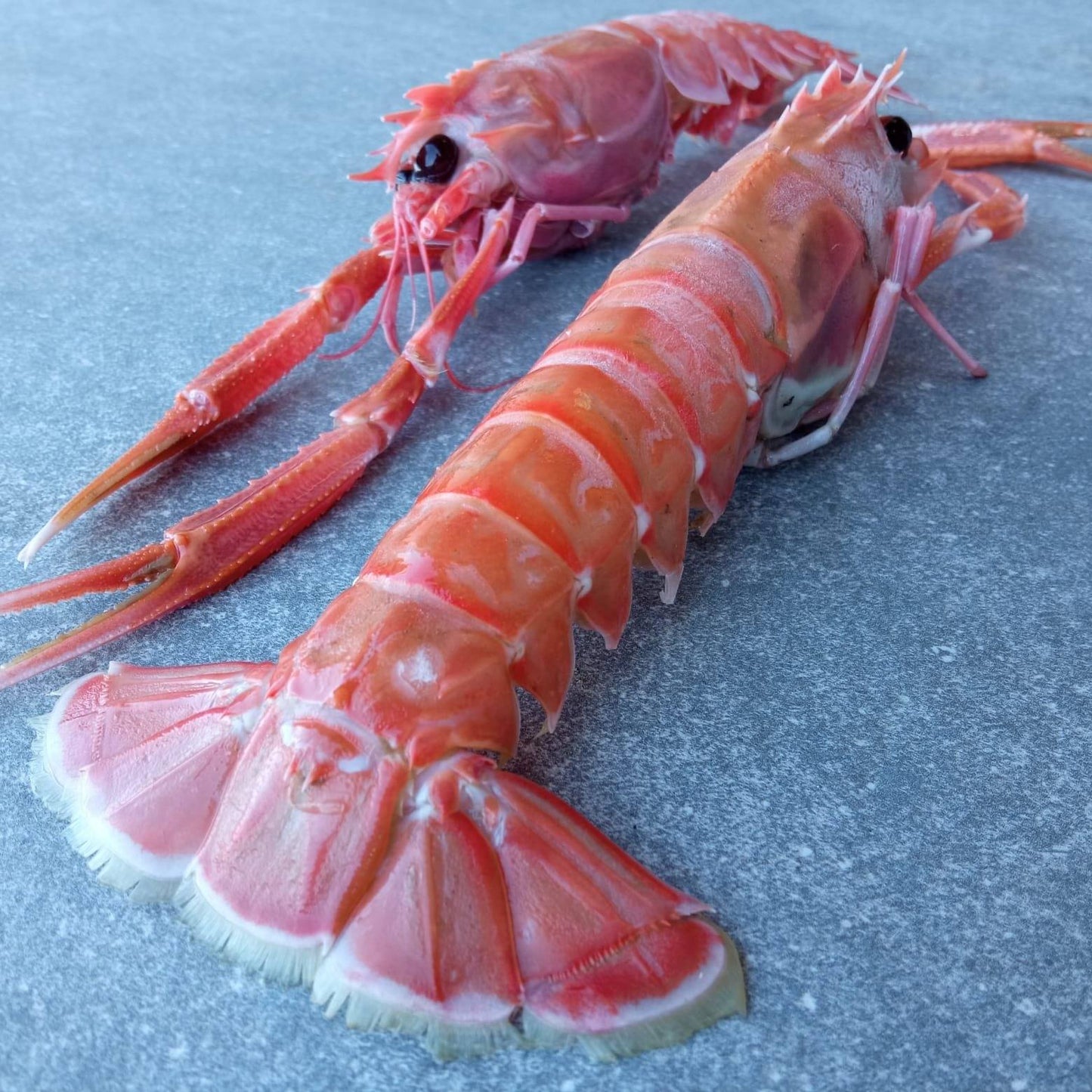 Langoustine Box | Extra Large | 1.7kg | Caught Off Durban