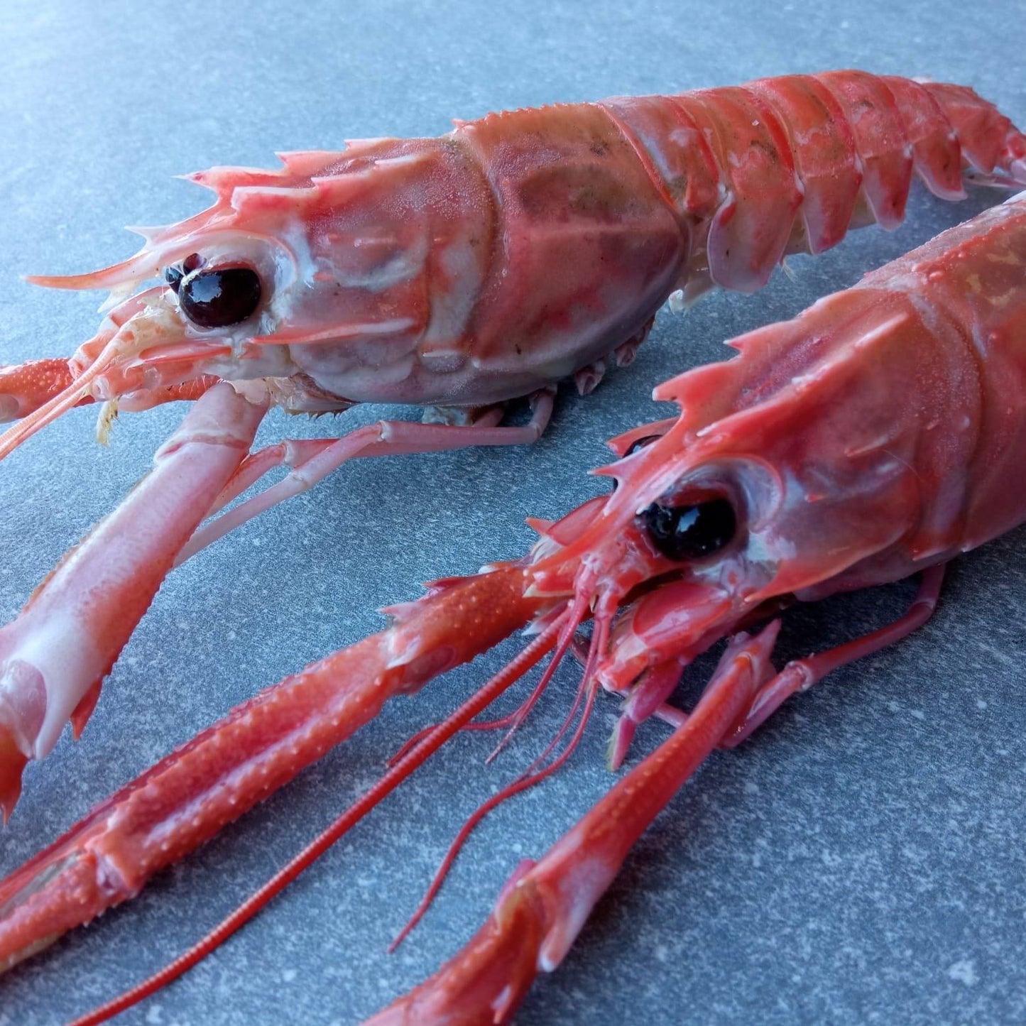 Langoustine Box | Extra Large | 1.7kg | Caught Off Durban