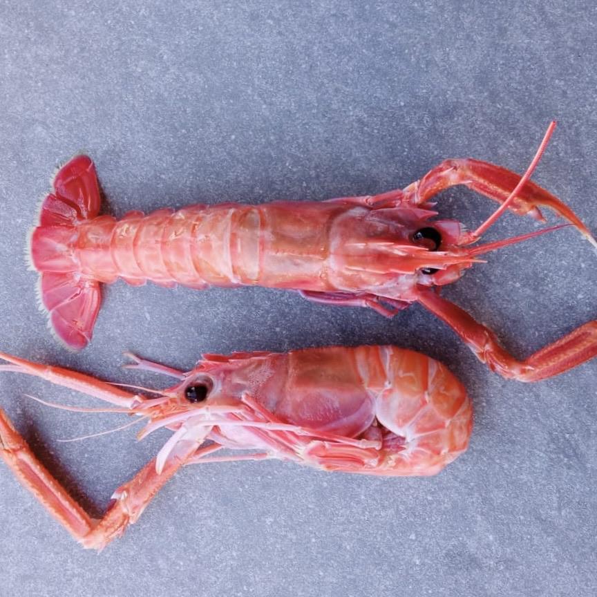 Langoustine Box | Extra Large | 1.7kg | Caught Off Durban