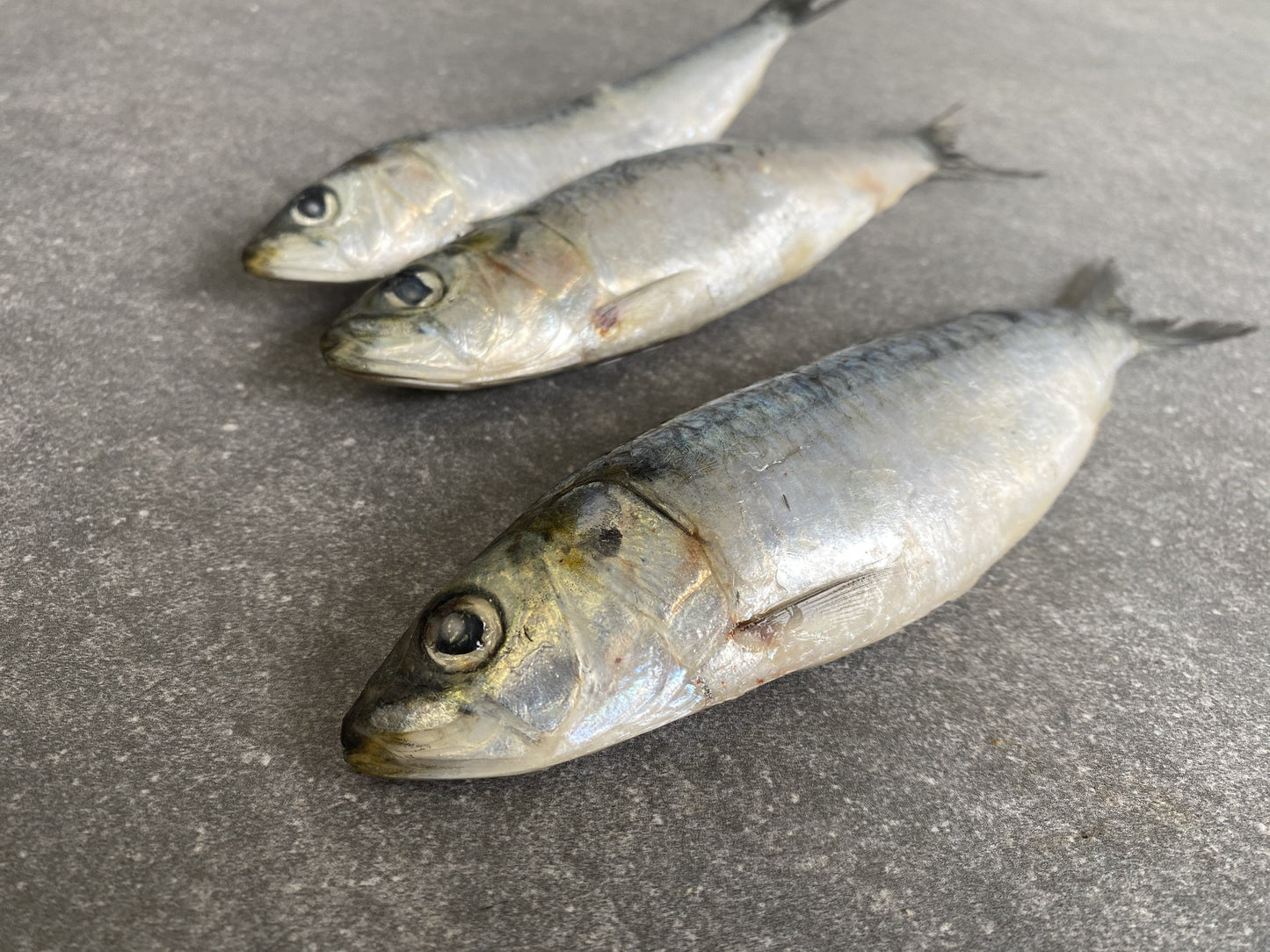 Portuguese Sardines | Frozen Box | Wild Caught | X24