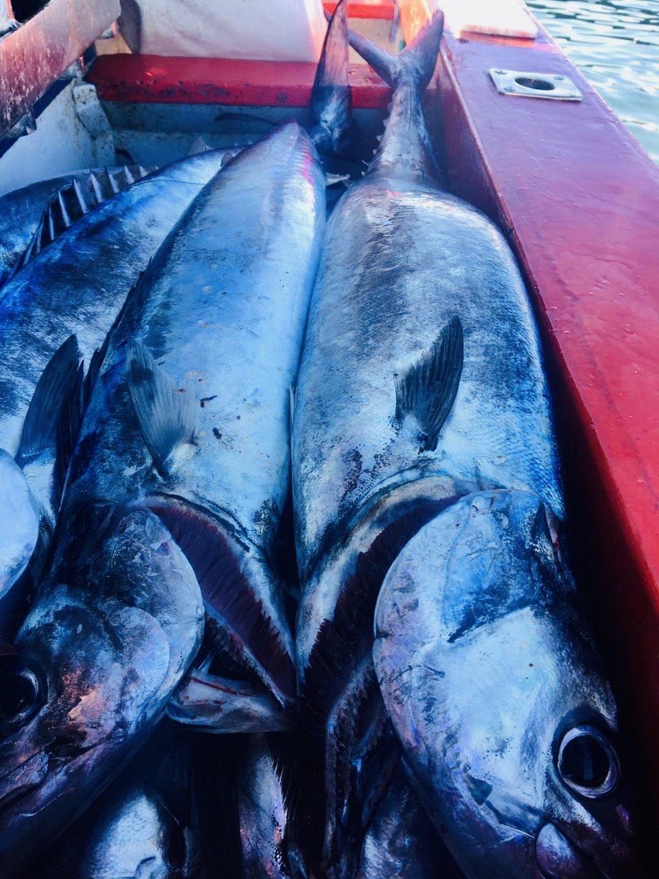 Greenfish