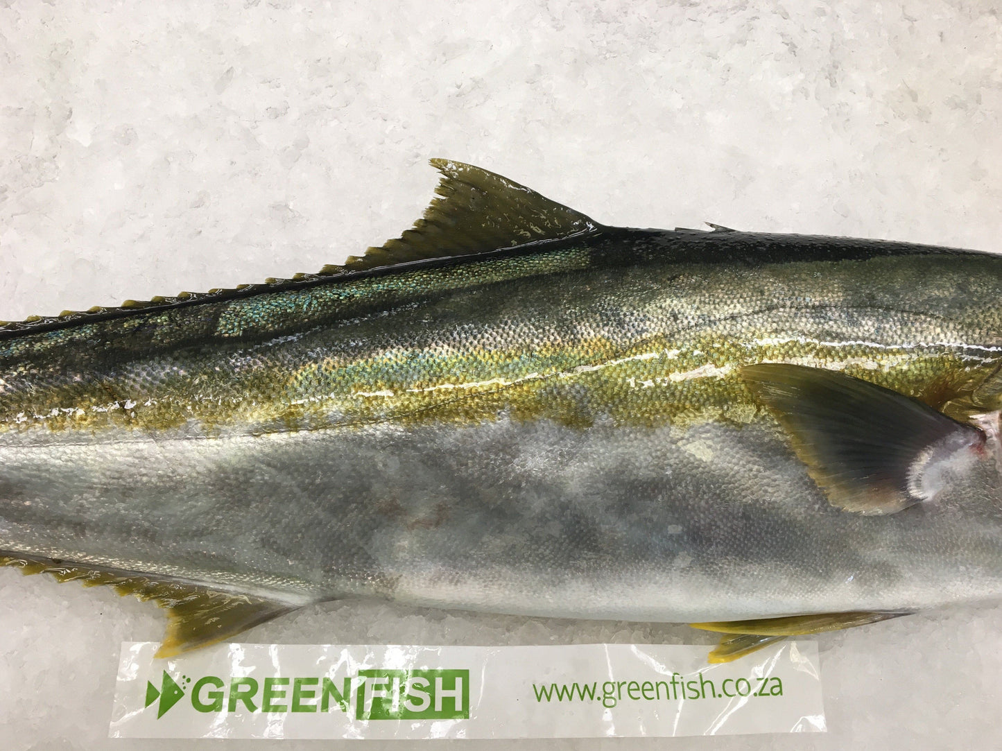 Greenfish