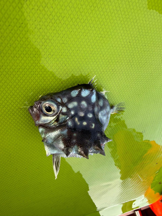 Deep-Sea Mystery: The Ox-Eyed Oreo Fish We Never Expected to Find