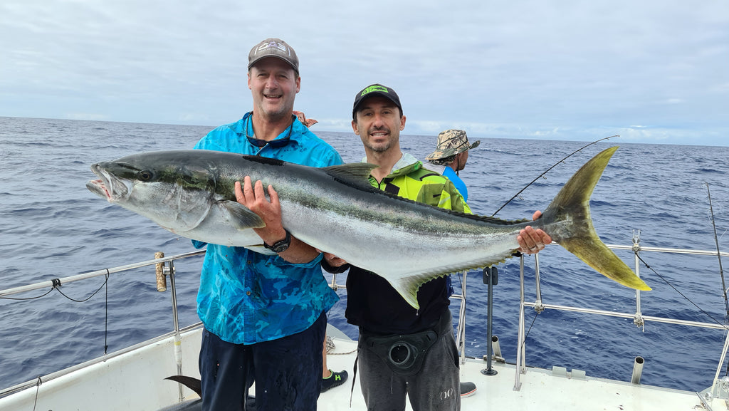 Mount Vema - Big Yellowtail (kingfish)