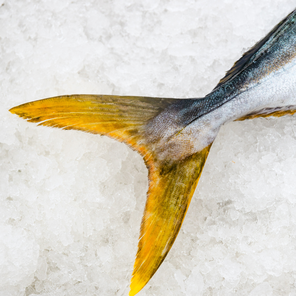 10 Tips To Keeping Your Seafood Fresh in Warm Weather