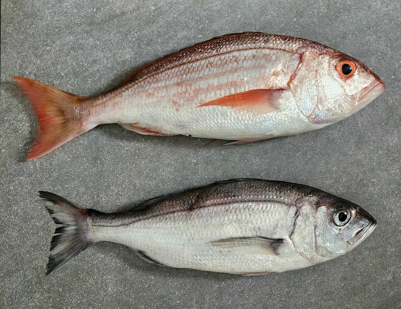 Silverfish (Carpenter fish) – A Strange Catch – Greenfish