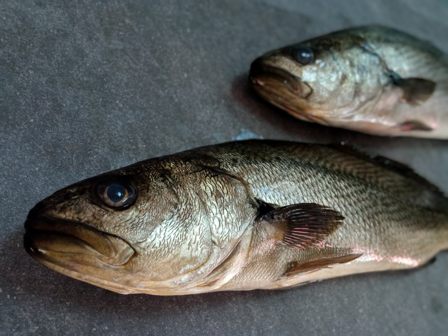 Kabeljou Fillets | Fresh Fish Box | Cultivated