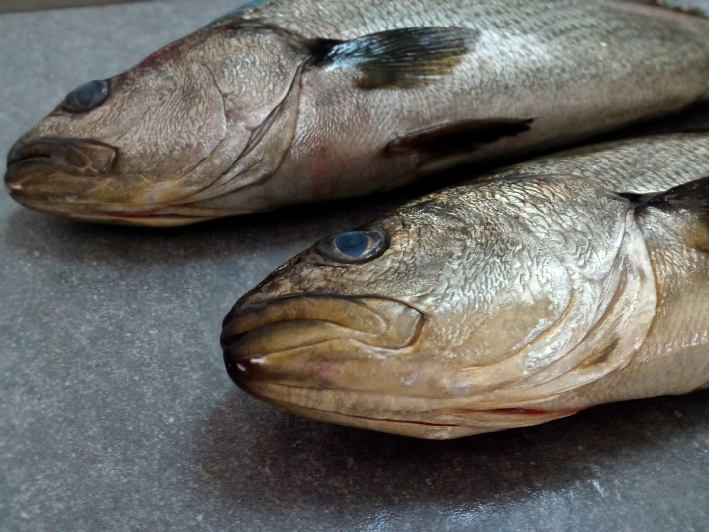 Kabeljou Fillets | Fresh Fish Box | Cultivated