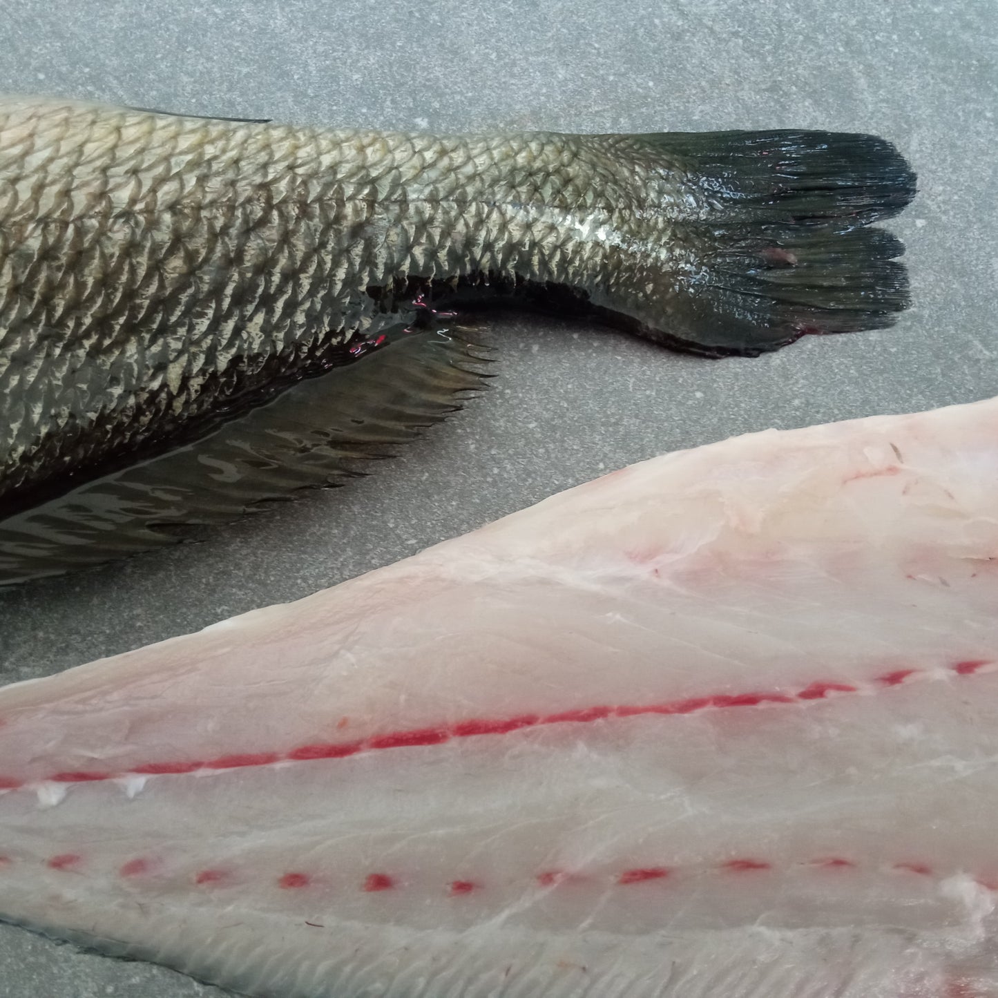 Kabeljou Fillets | Fresh Fish Box | Cultivated