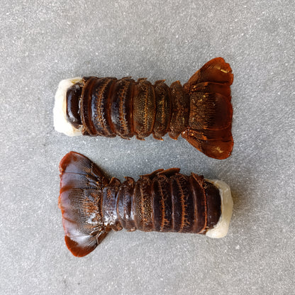 East Coast Spiny Lobster Tails | Small | Frozen Box | Wild Caught | x14