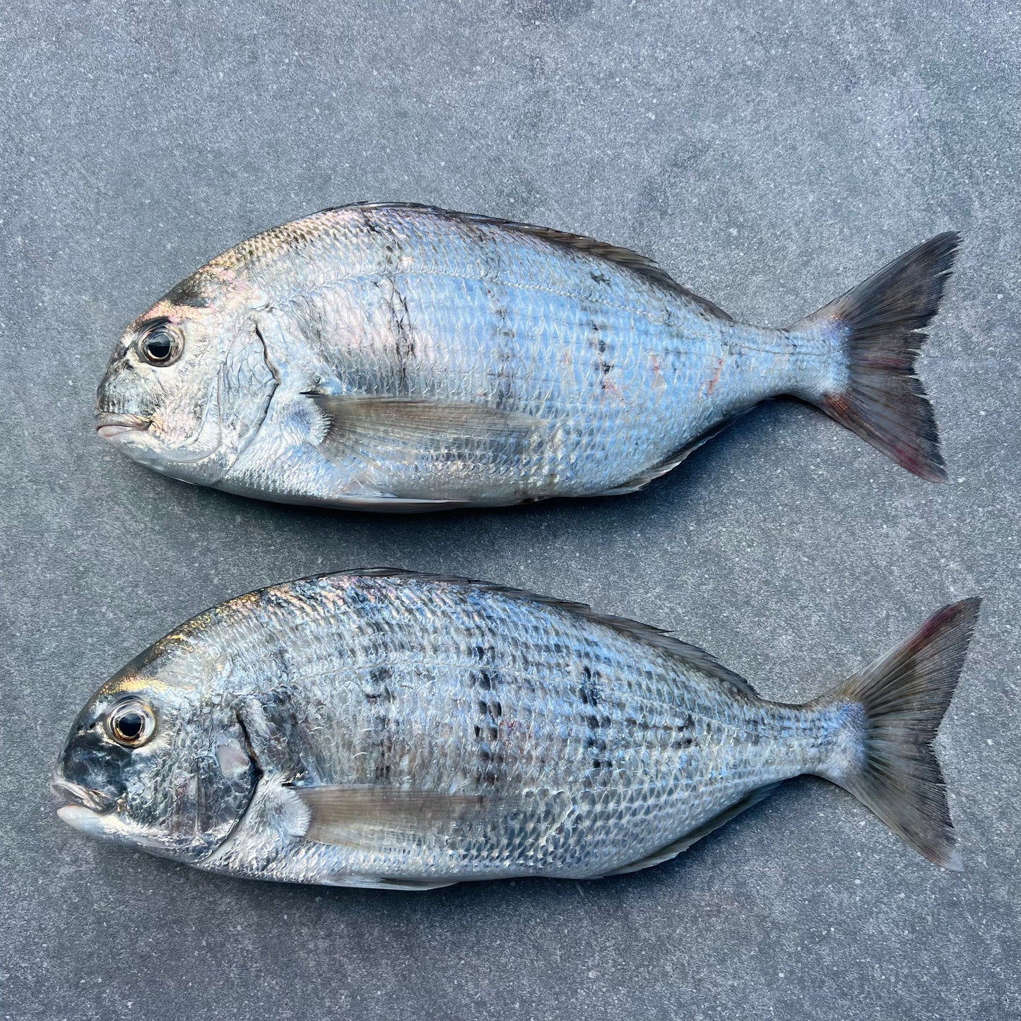 White Stumpnose | Fresh Fish Box | Caught in Table Bay | Wild Caught