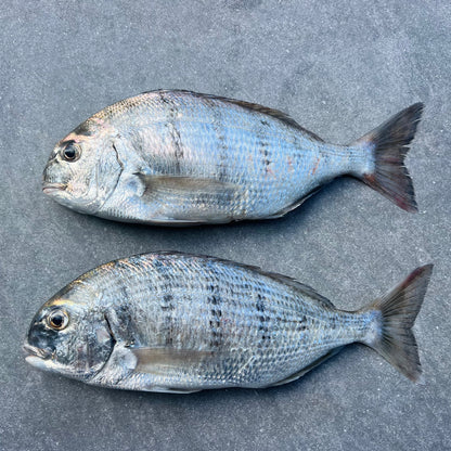 White Stumpnose | Fresh Fish Box | Caught in Table Bay | Wild Caught