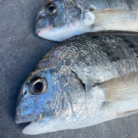 White Stumpnose | Frozen Fish Box | Caught in Table Bay | Wild Caught | x2