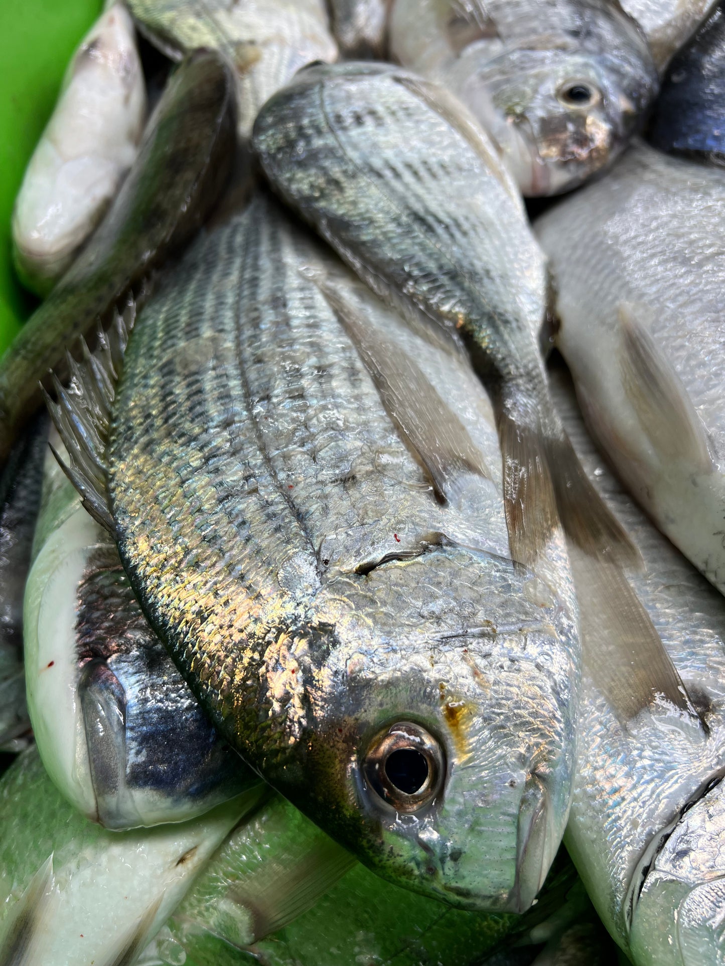 White Stumpnose | Fresh Fish Box | Caught in Table Bay | Wild Caught