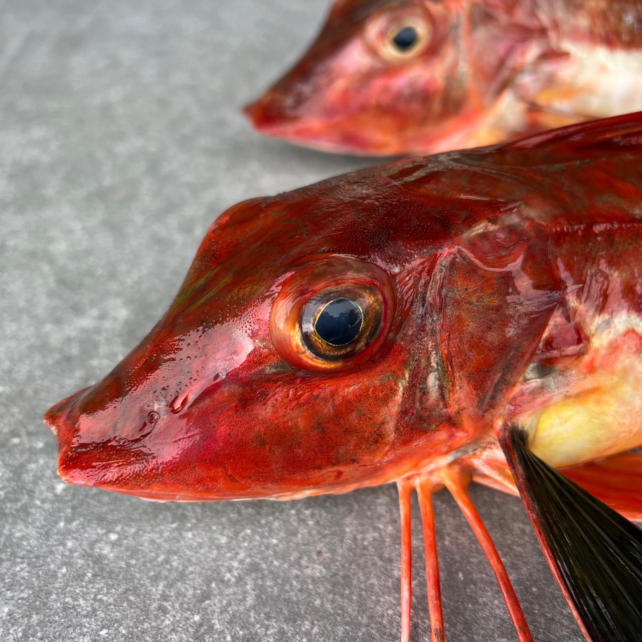 Cape Gurnard Fillets | Fresh Fish Box | Caught off Cape Point