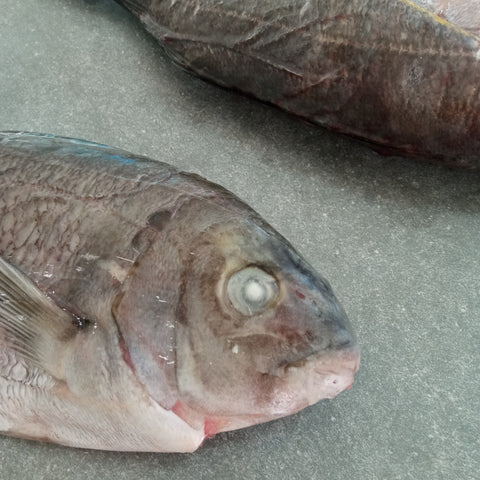 Cape Bream | Fozen Box | Caught in Table Bay