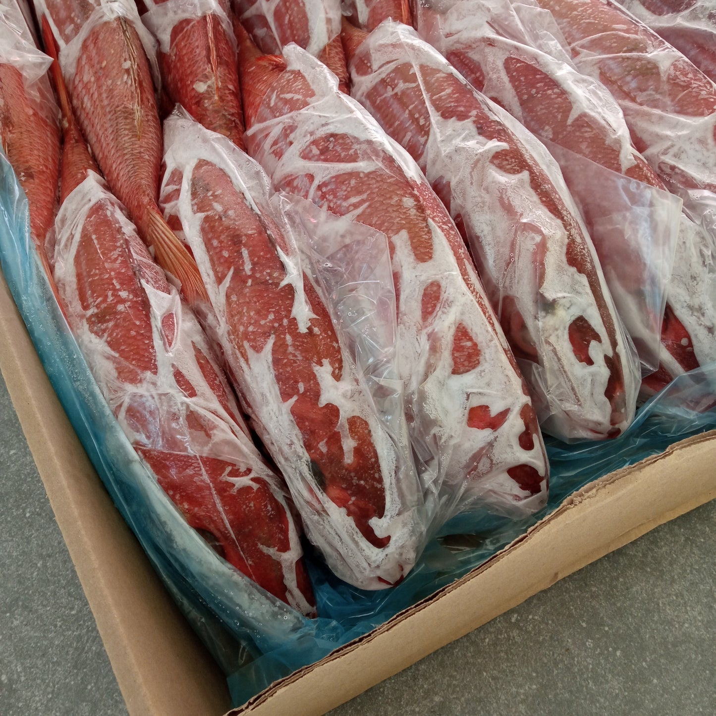 Silver Fish | Frozen Bulk Box | Caught in Struisbaai