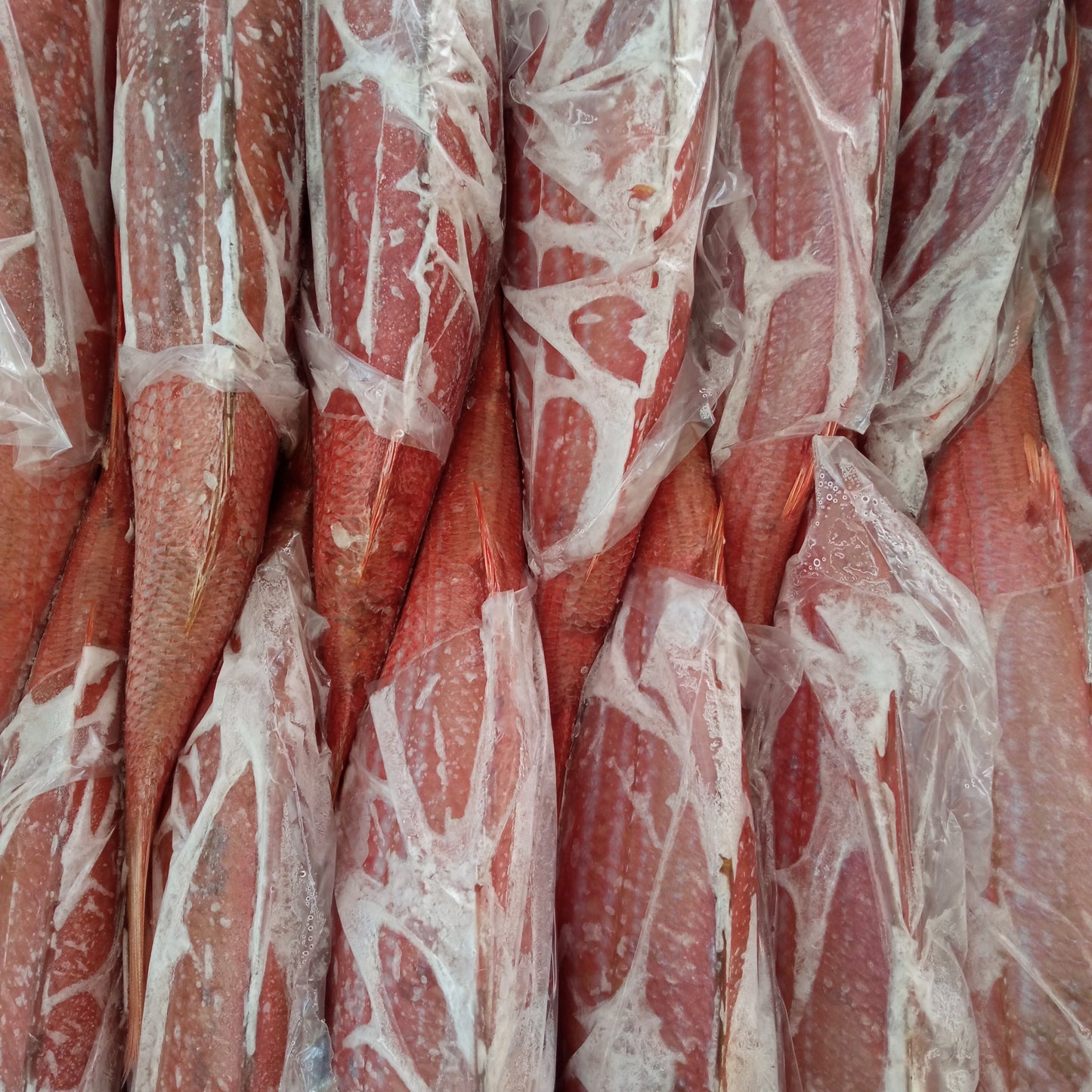 Silver Fish | Frozen Bulk Box | Caught in Struisbaai