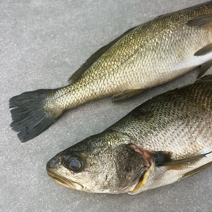 Kabeljou Fillets | Fresh Fish Box | Cultivated