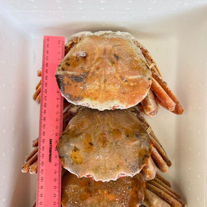 Namibian Orange Crab | Frozen box | Wild caught | x4