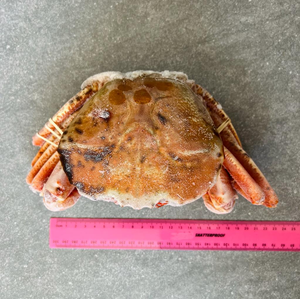 Namibian Orange Crab | Frozen box | Wild caught | x4