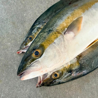 Yellowtail Butterfly | Braai | Fresh Fish Box | Wild caught | 1.4kg