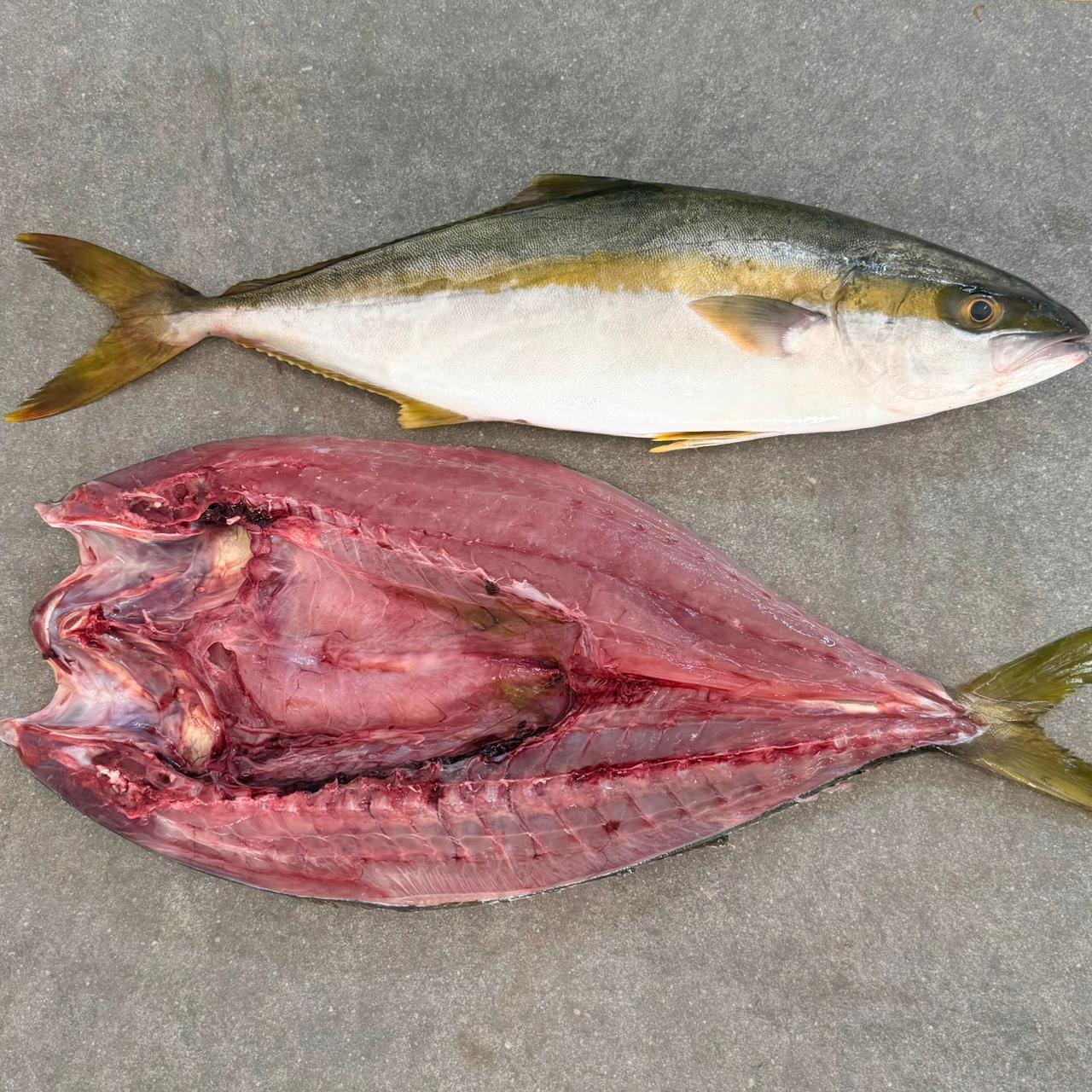 Tuna Steaks & Butterflied Yellowtail | Fresh Fish Box Combo
