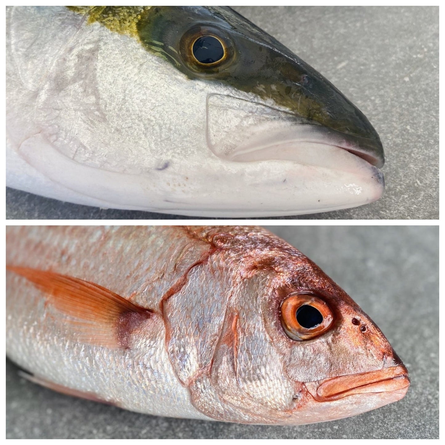Yellowtail & Silverfish | Fresh Fish Box Combo