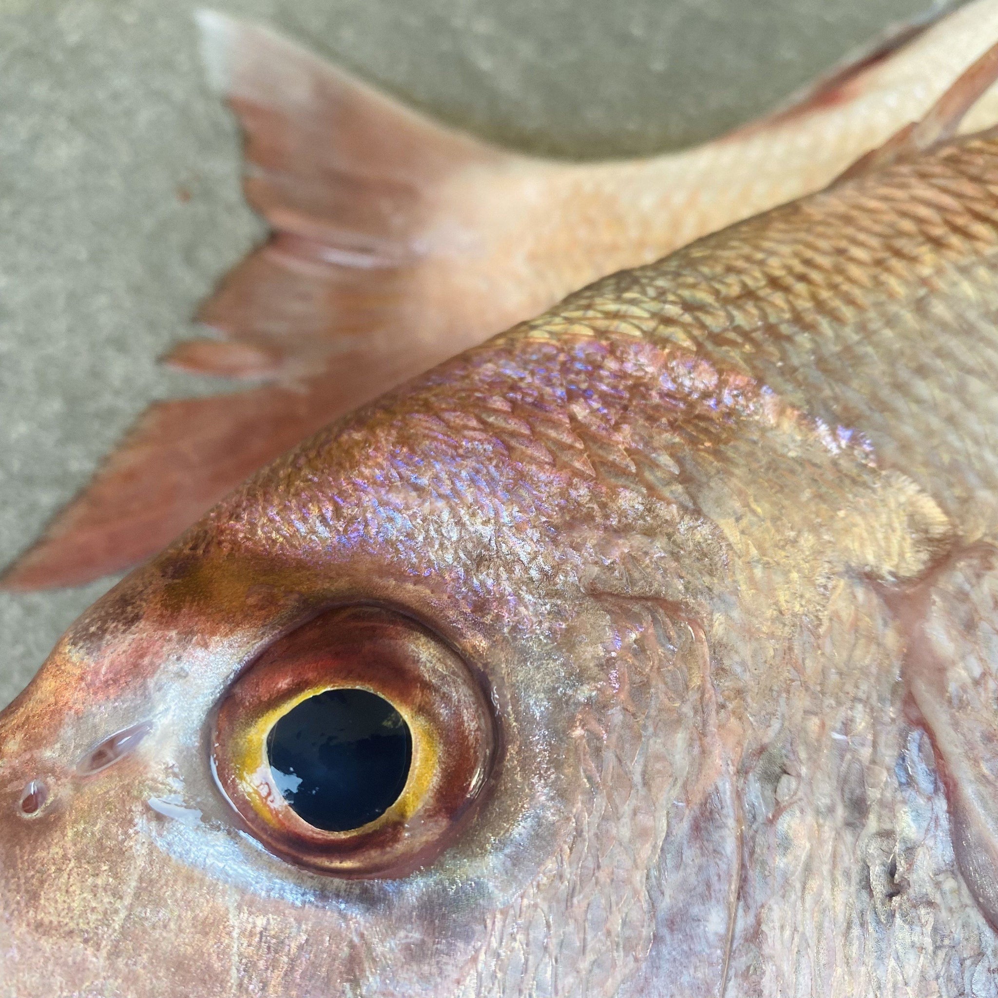 Santer Fish XL | Fresh Fish Box | Caught in Struisbaai