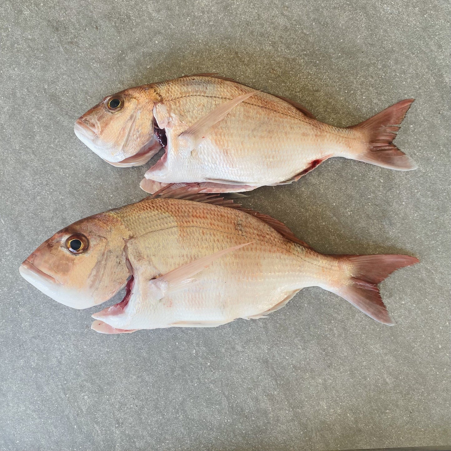 Santer Fish XL | Fresh Fish Box | Caught in Struisbaai