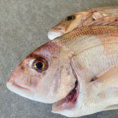 Santer Fish XL | Fresh Fish Box | Caught in Struisbaai