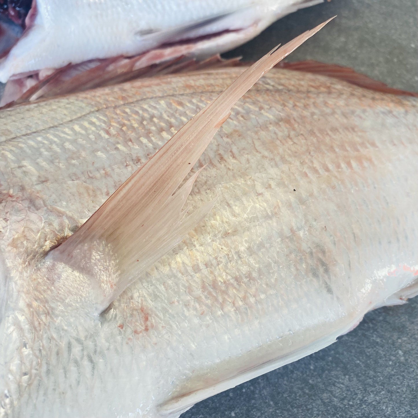 Santer Fish XL | Fresh Fish Box | Caught in Struisbaai