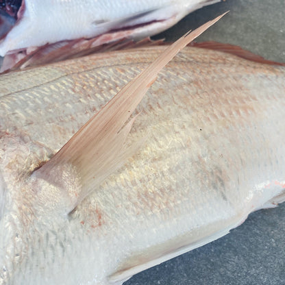 Santer Fish XL | Fresh Fish Box | Caught in Struisbaai