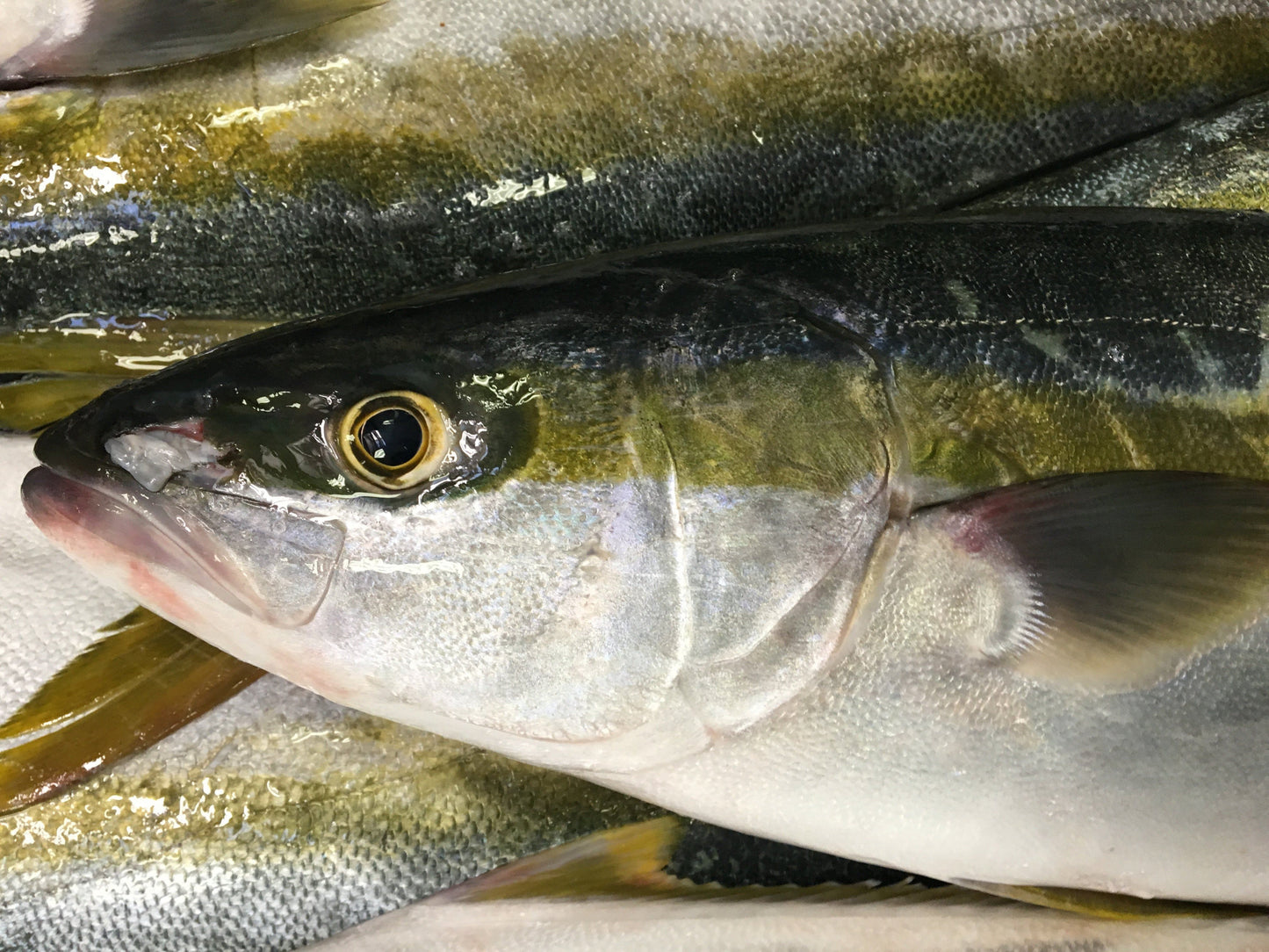 Yellowtail Braai Fillets | Frozen Fish Box | Wild caught |2x