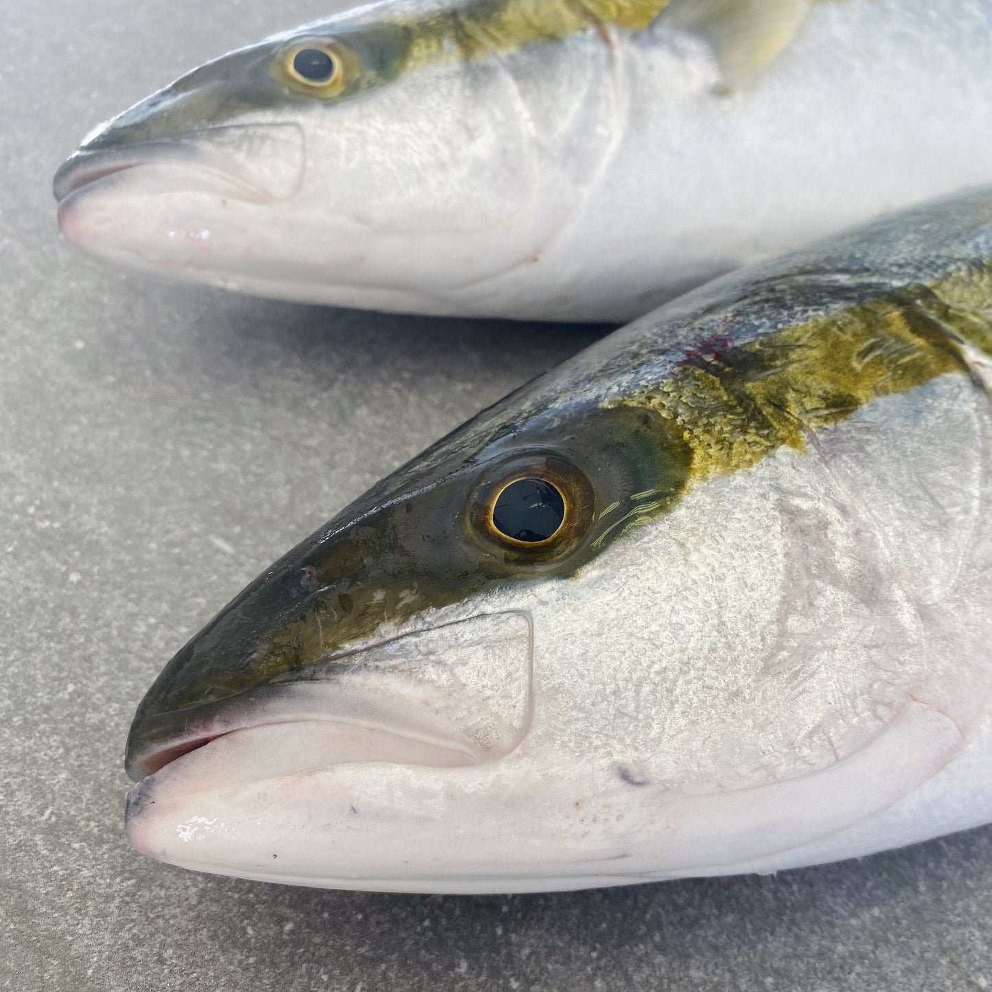 Yellowtail & Silverfish | Fresh Fish Box Combo